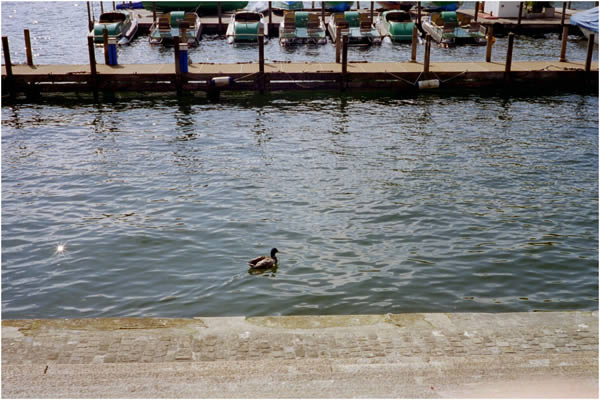 Photo by Dragan Nikolic, Zürich, Switzerland