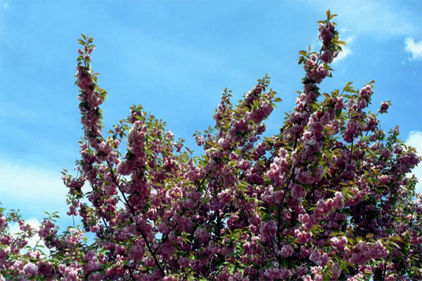 Photo by Dragan Nikolic, Zürich, Switzerland