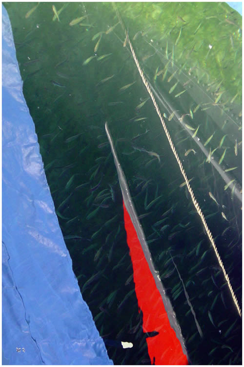 Photo by Dragan Nikolic, Zürich, Switzerland