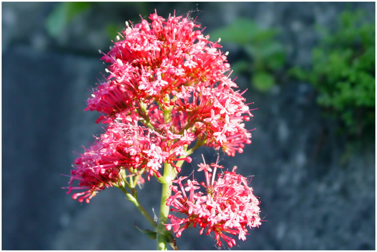 Photo by Dragan Nikolic, Zürich, Switzerland